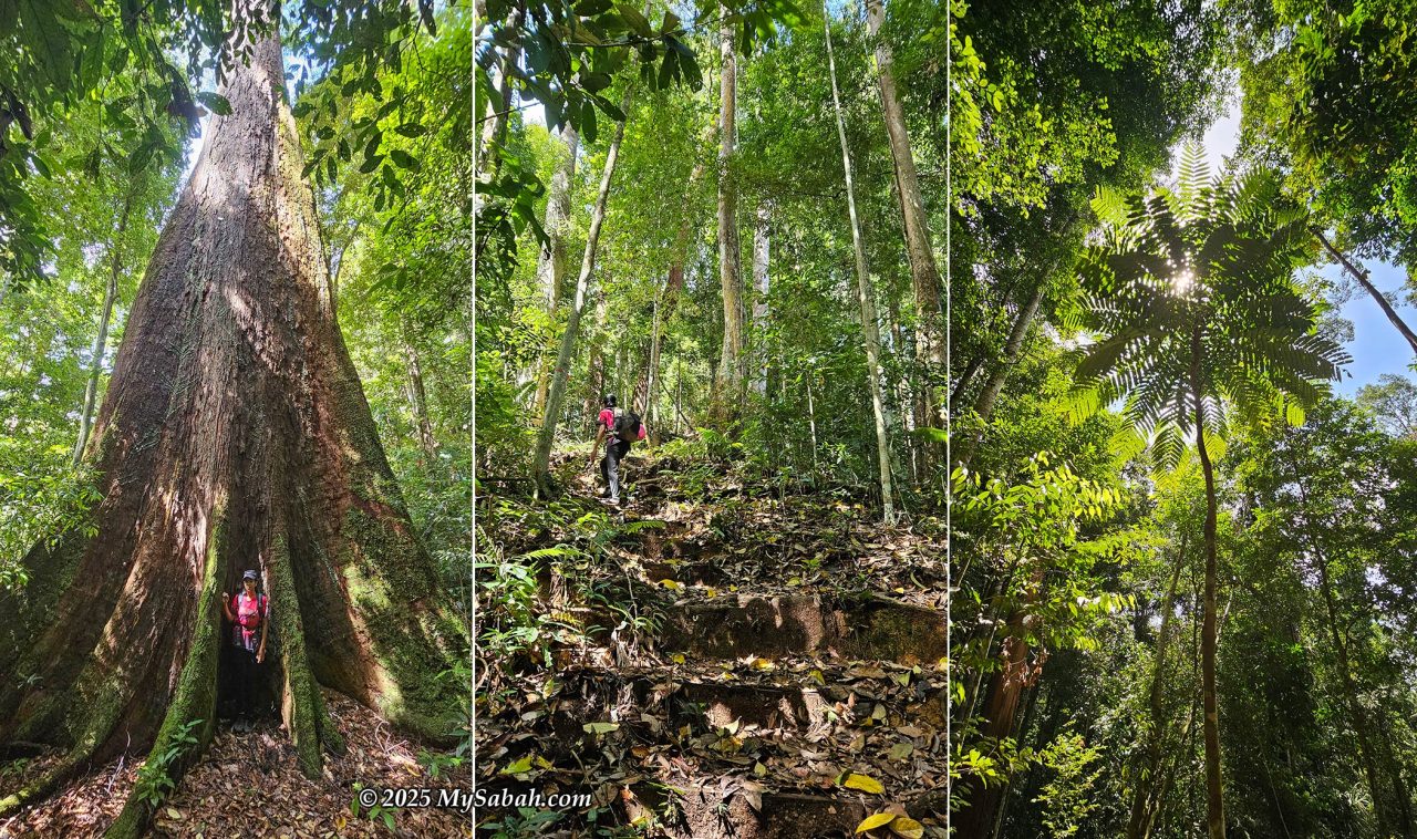 Left: a huge tree we detoured to check out. Middle: the final push to the hostel on a steep slope. Right: a tall Tongkat Ali tree.