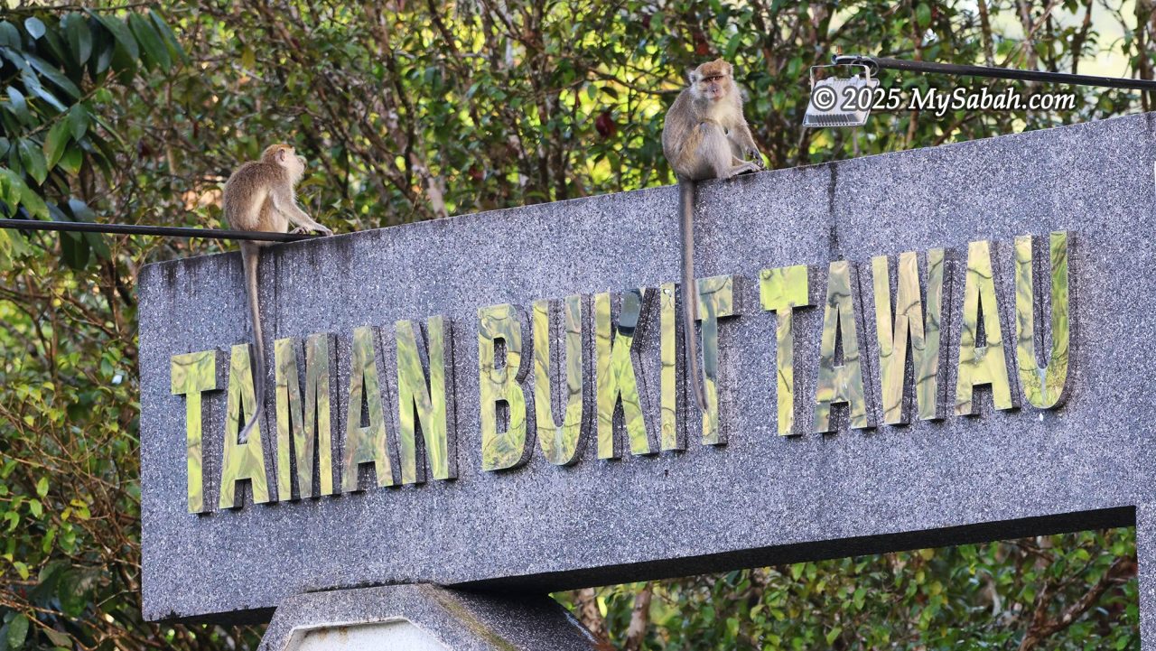 Long-tailed macaques sitting on the  signage of Tawau Hills Park