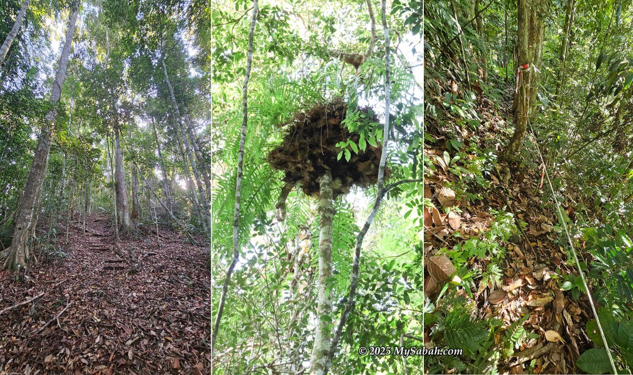 The summit trail to the peak of Mount Magdalena. Rope supports are available at some steep sections.
