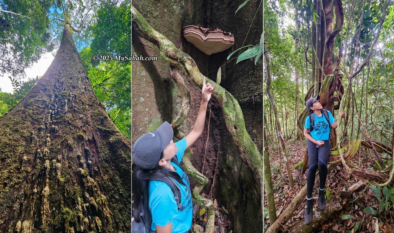 Left: Massive Seraya Siput Kuning tree (Shorea faguetiana). Middle: Giant bracket fungus. Right: Rina resting on a thick vine.