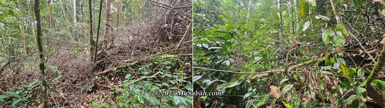 Fallen trees blocking the trail