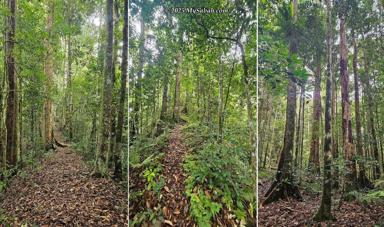 Summit trail to the peak of Mount Lucia