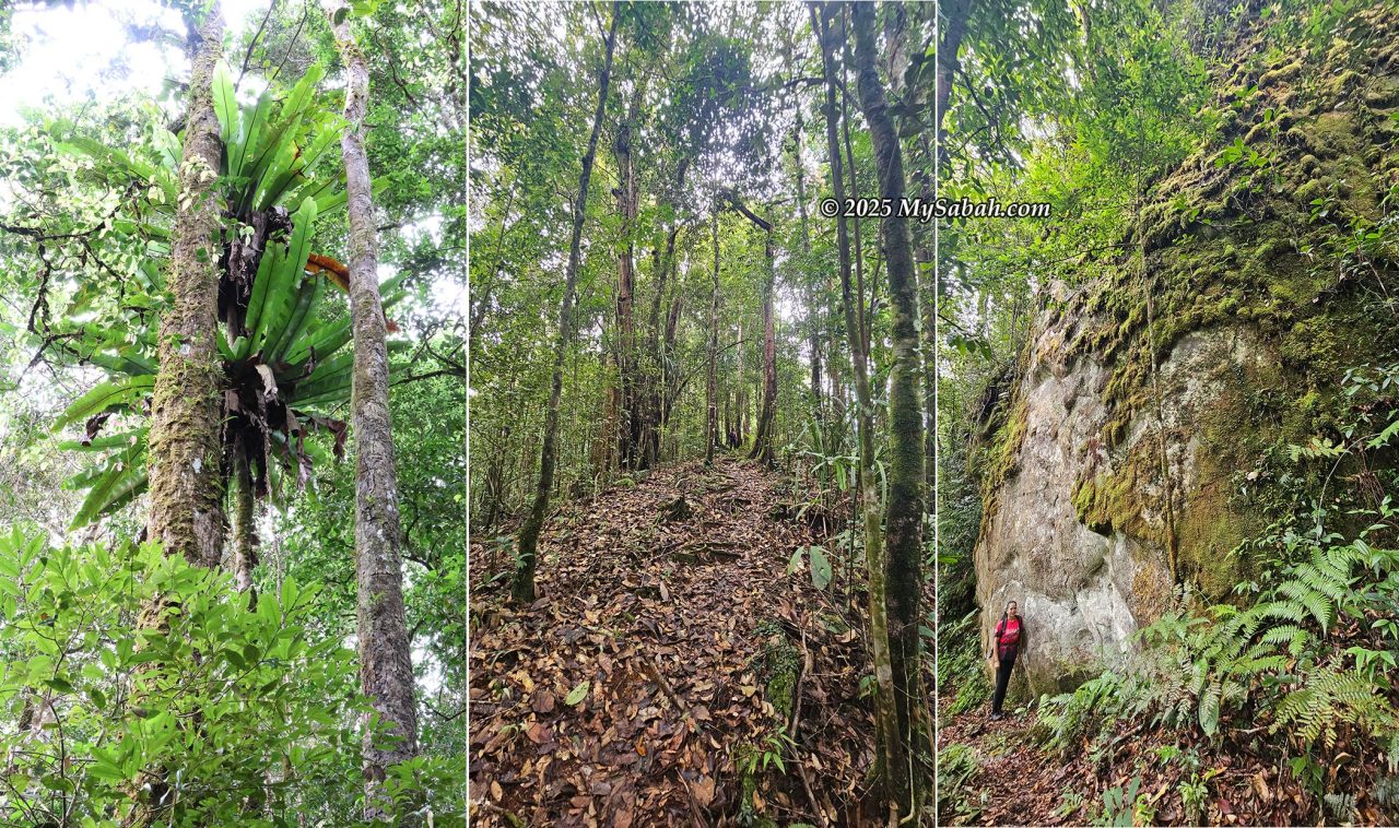 Left: Bird's Nest Ferns (Asplenium nidus) growing large on the tree. Middle: The narrow trail leading toward the peak. Right: A moss-covered huge boulder about 15 minutes before the peak.