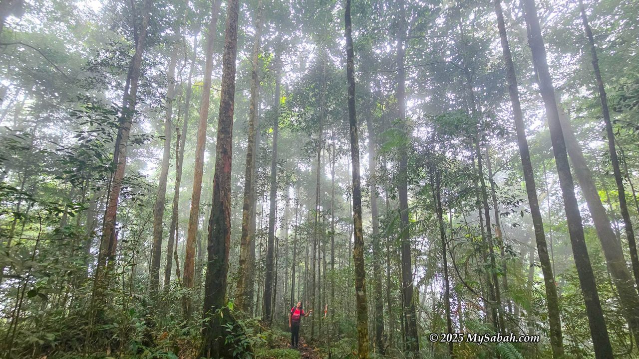 Beautiful, foggy rainforest of Mount Lucia