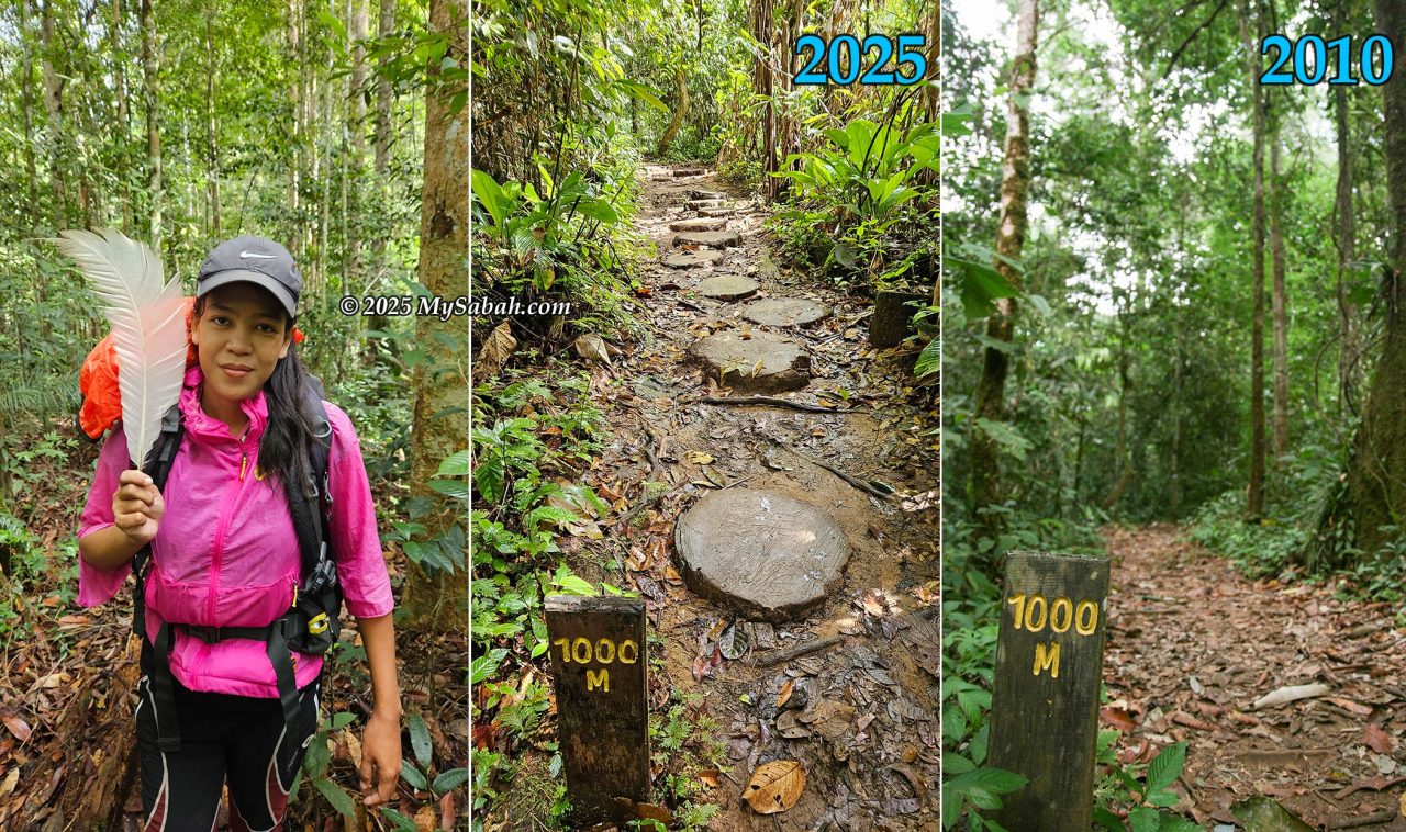 Left: A feather from the rare Bulwer's Pheasant. Middle & Right: Looking at the same trail section, 15 years apart (2010 Vs 2025)