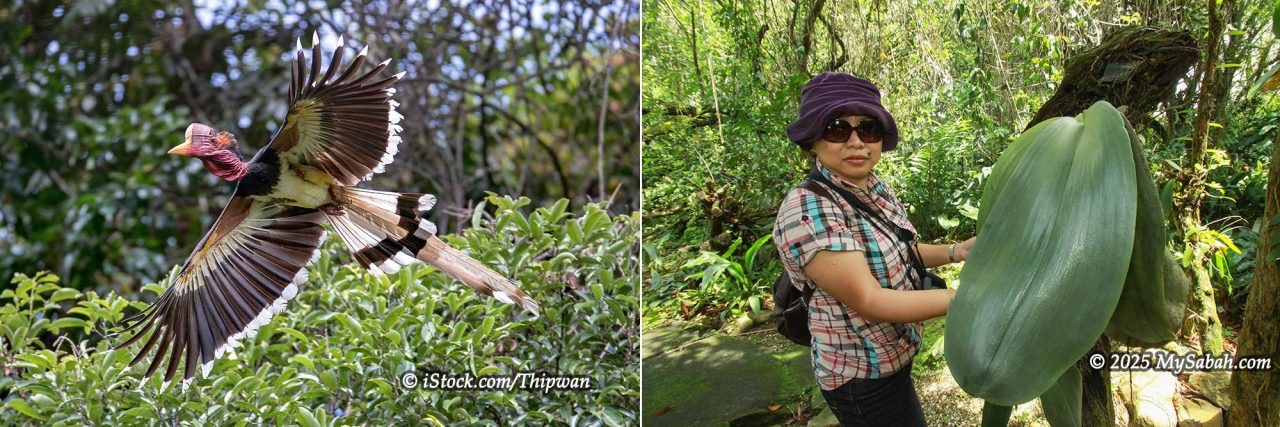 Left: Helmeted Hornbill (Rhinoplax vigil). Right: The elephant ear orchid (Phalaenopsis gigantea)