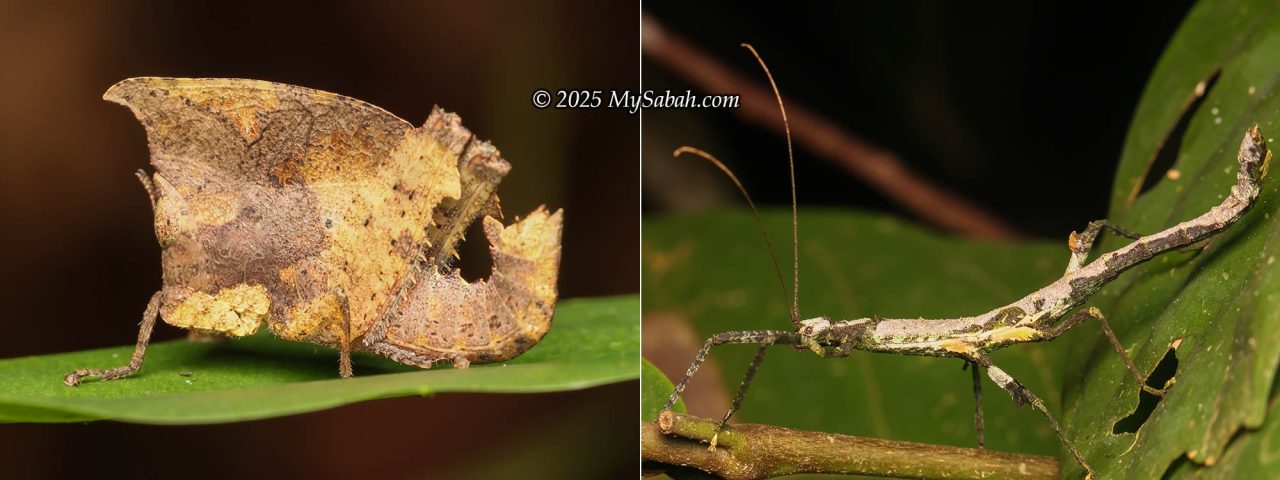 Leaf-mimic grasshopper (left) and stick insect (right)