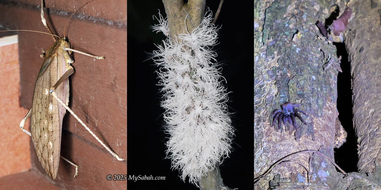 Left: The largest katydid I've ever seen (over 6 inches!). Middle: A group of planthoppers. Right: A tarantula next to a tree hole.