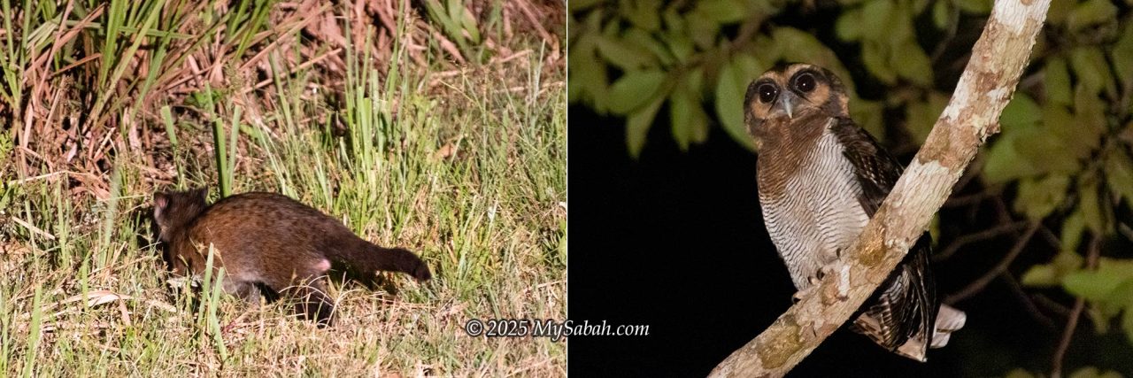 Left: A Common Palm Civet on the roadside. Right: A cute Brown Wood Owl.