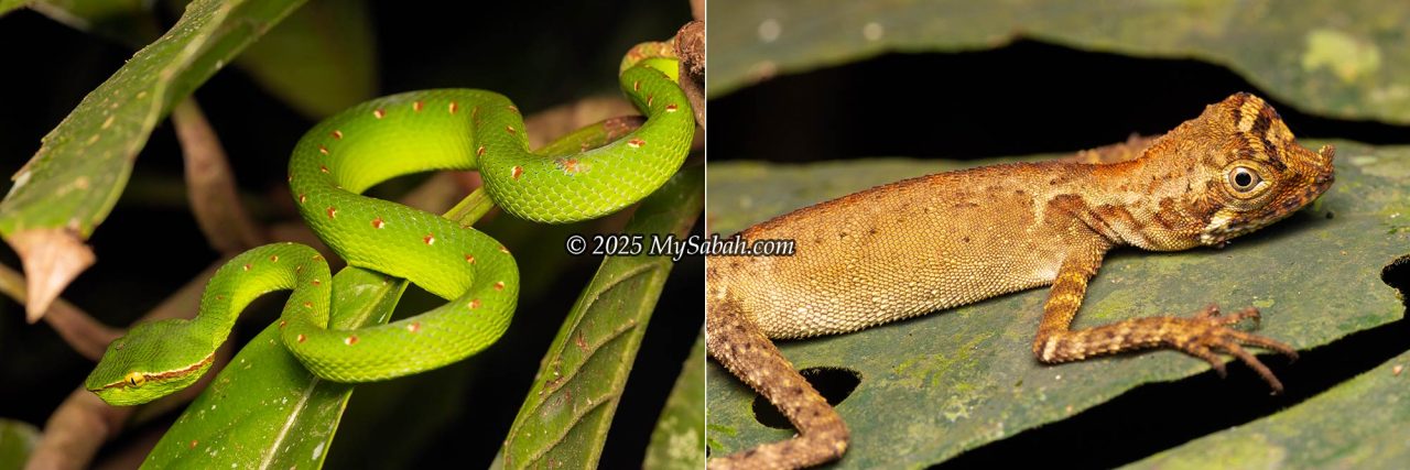 Left: Bornean Keeled Pit Viper (Tropidolaemus subannulatus). Right: Ornate Shrub Lizard / Leaf-nosed Lizard (Aphaniotis ornata).