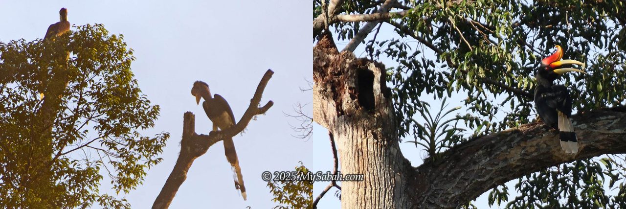 Left: Helmeted Hornbill (Rhinoplax vigil) is the largest hornbill in Borneo. Right: Rhinoceros Hornbill (Buceros rhinoceros), the icon of Borneo.