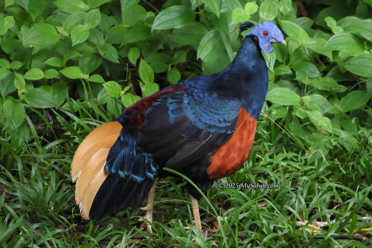Bornean Crested Fireback (Lophura ignita)