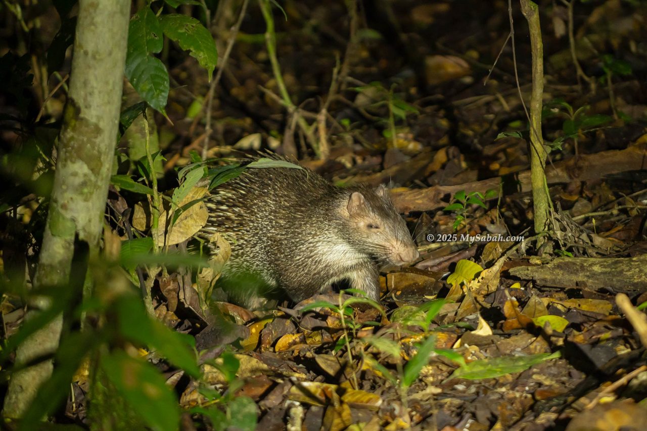 Thick-spined Porcupine (Hystrix crassispinis) or Borneo short-tailed porcupine