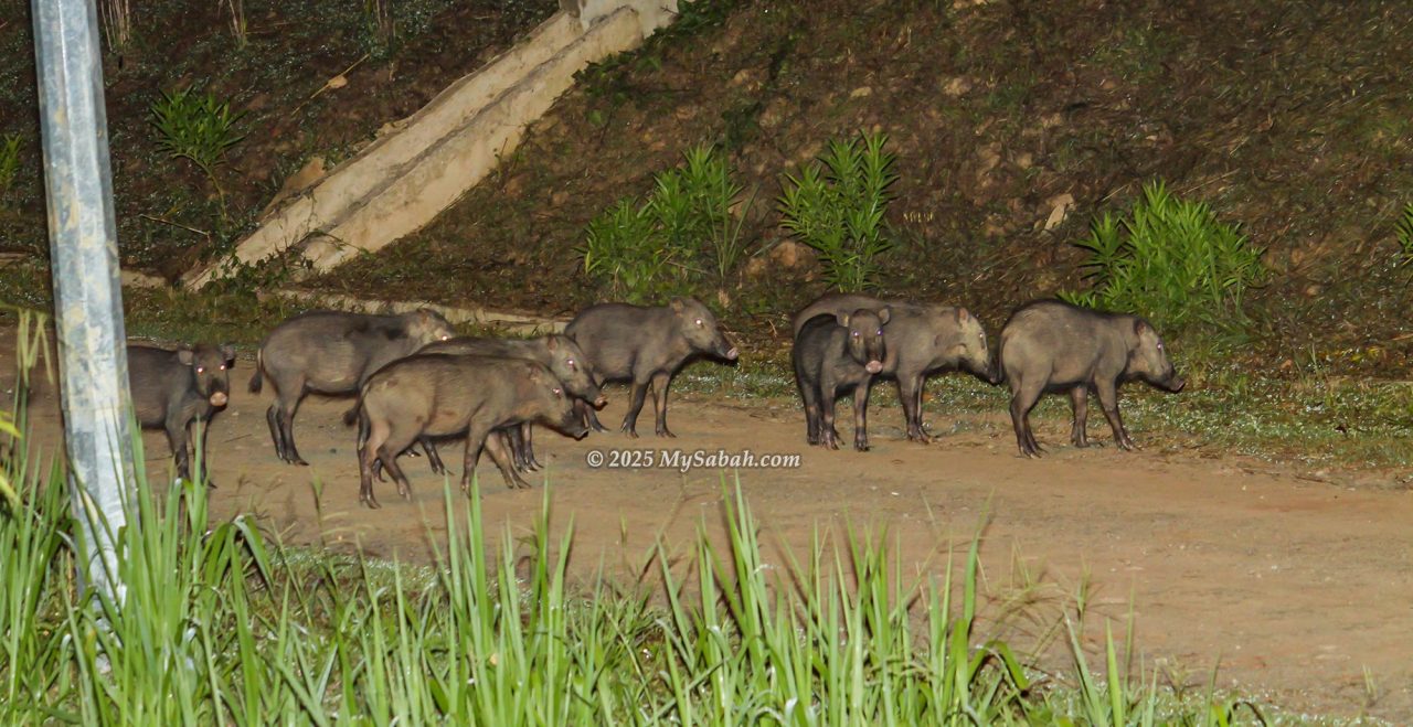Group of wild Bearded Pig in Borneo