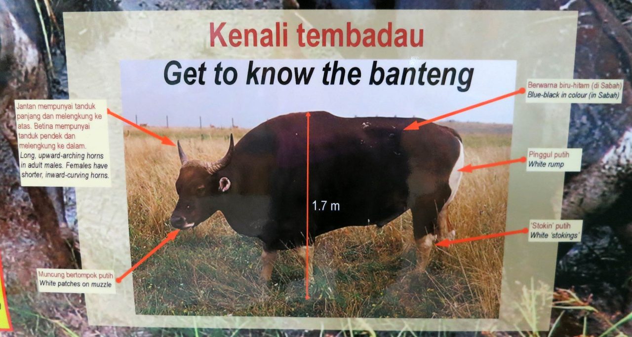 Diagram of Banteng, or Tembadau (Bos javanicus)