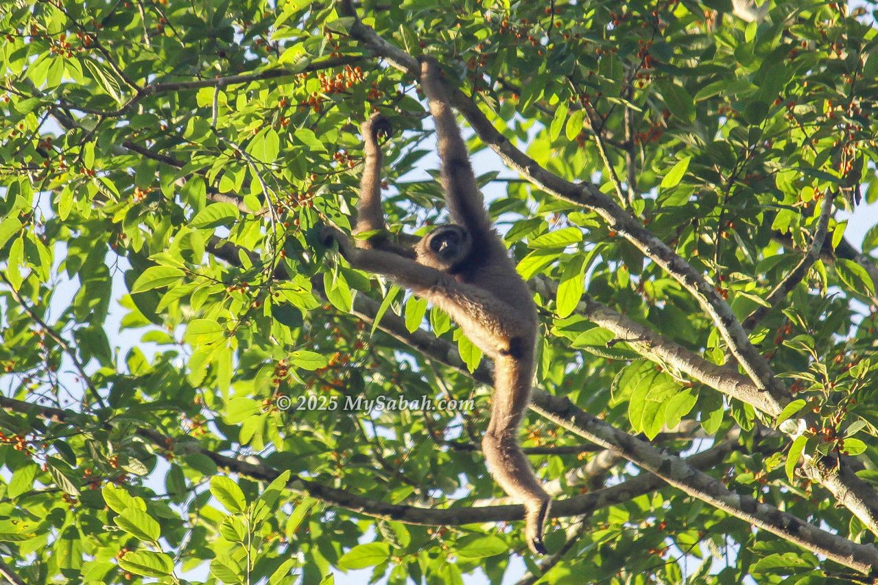 Bornean Gibbon on a tree