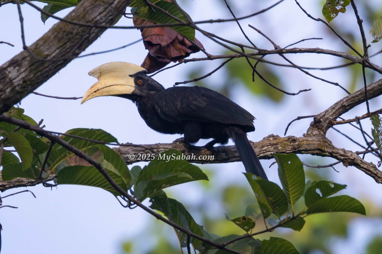 Black Hornbill (Anthracoceros malayanus)