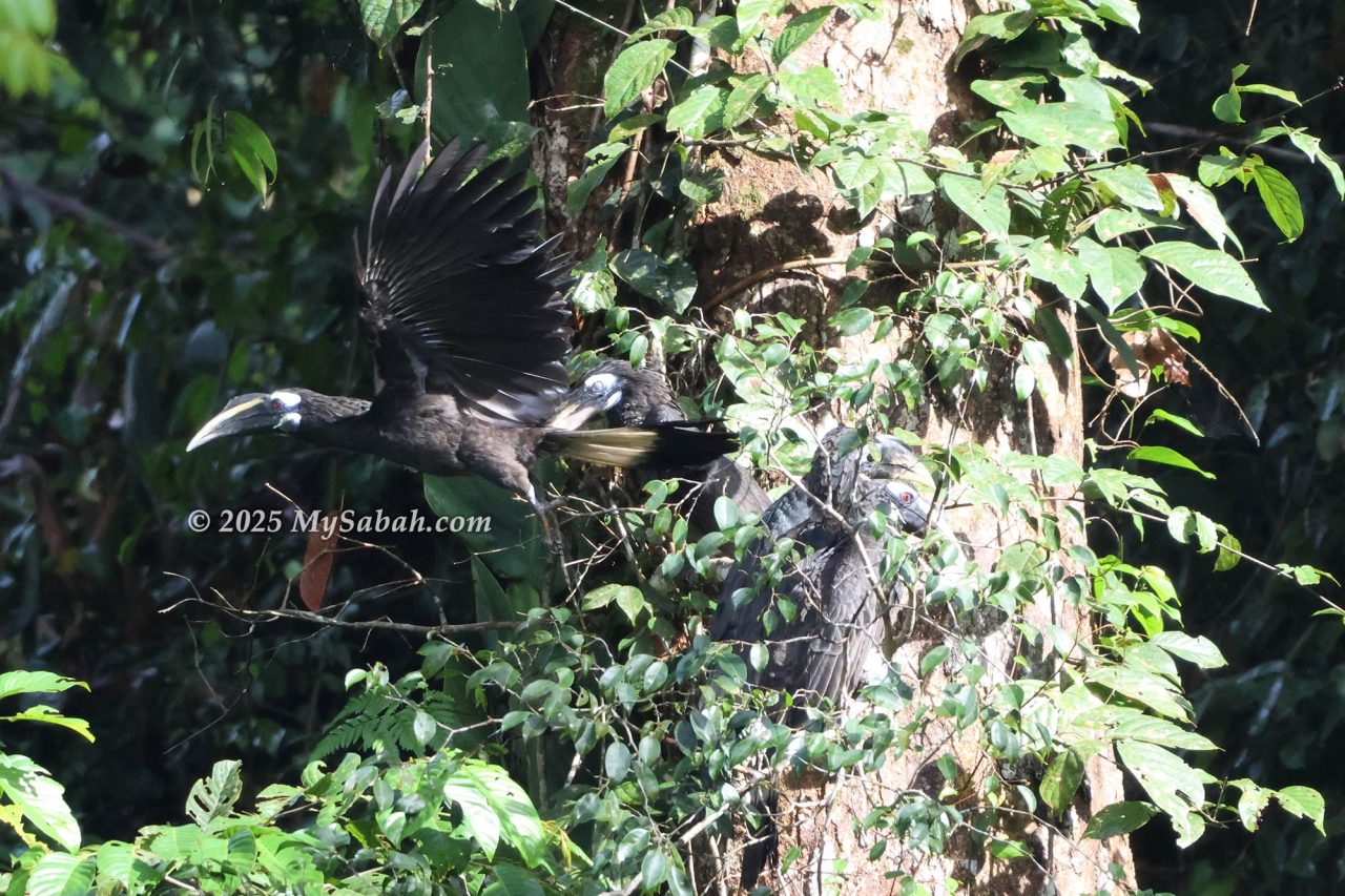 Bushy-crested Hornbill (Anorrhinus galeritus)