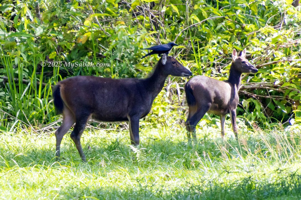 A crow helps a Sambar Deer by picking ticks off its coat.