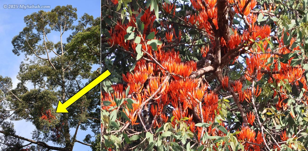 Red flowers of mistletoe on a tropical tree