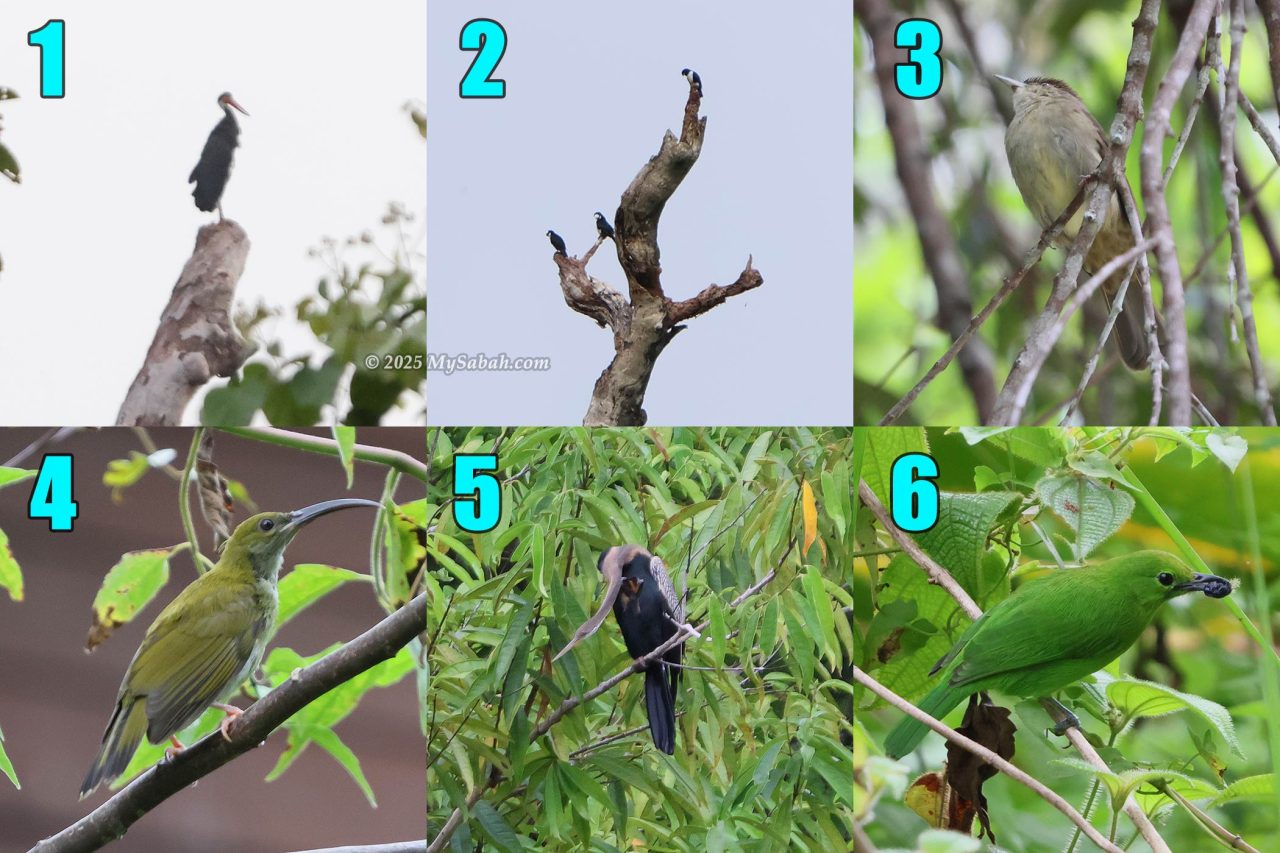 1) Storm's Stork (Ciconia stormi), 2) Bornean Falconet (Microhierax latifrons), 3) Buff-vented Bulbul, 4) Spiderhunter, 5) Oriental Darter (Anhinga melanogaster) , 6) Leafbird
