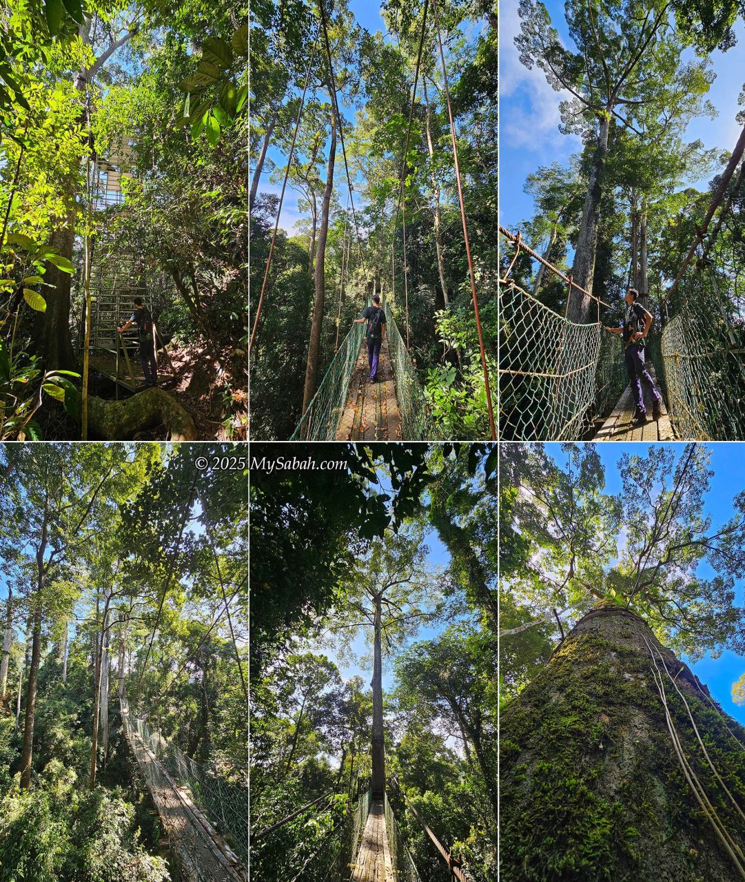 Sky Bridge (Canopy Walk) of Maliau Basin Studies Centre