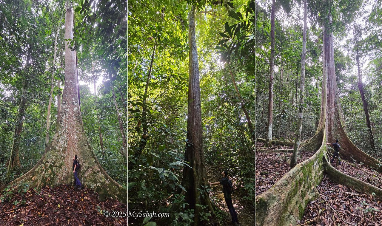 Tall trees of Maliau Basin