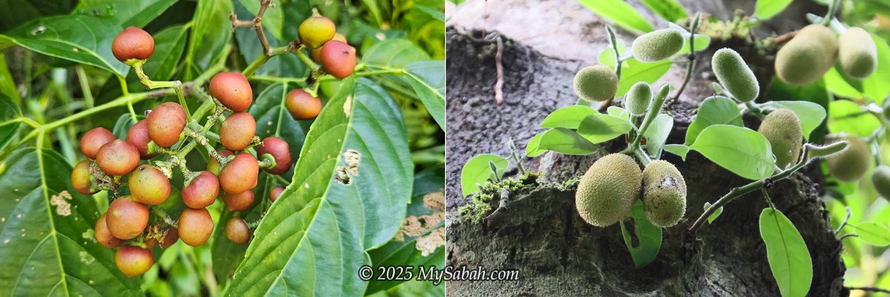 Fruits in the jungle. Right: wild cempedak fruits at Agathis Camp