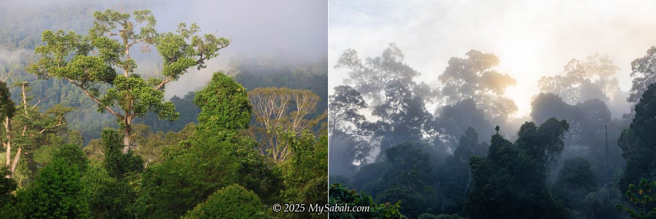 Misty rainforest at Maliau Basin Studies Centre in the morning
