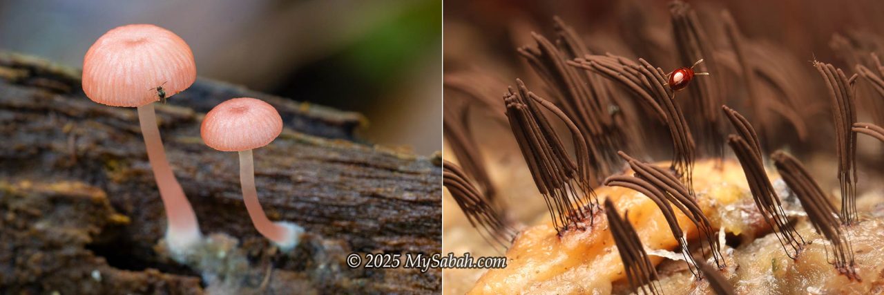 Mushroom and slime mold