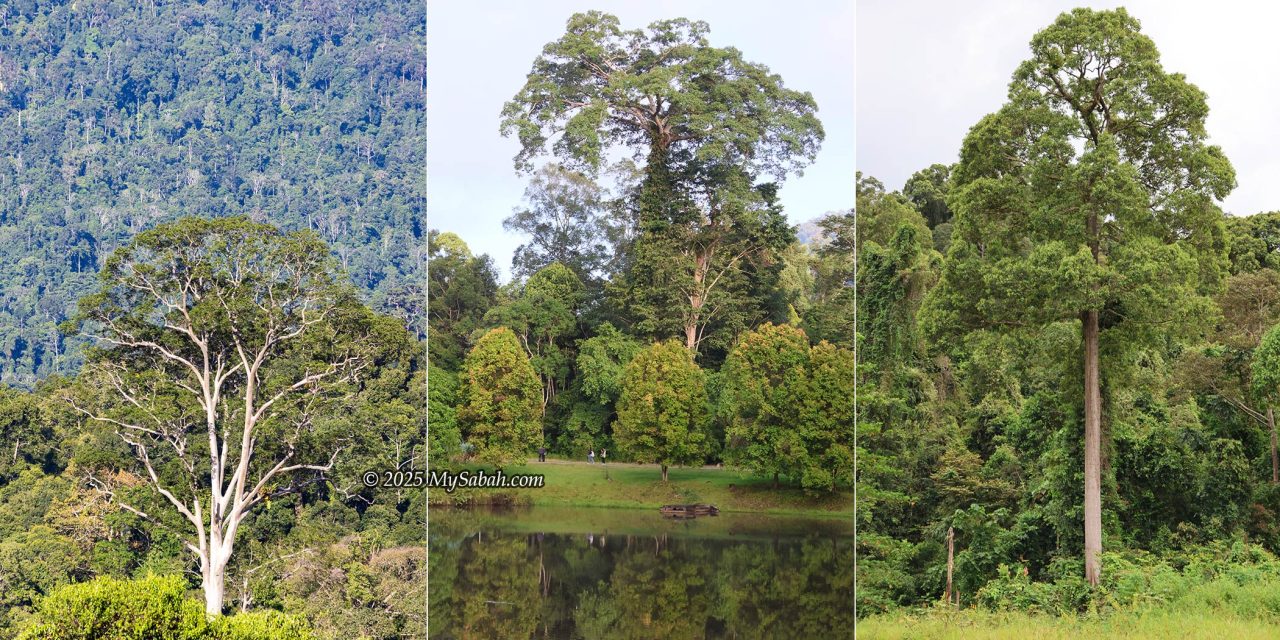 From left to right: Mengaris tree, fig tree, and Urat Mata
