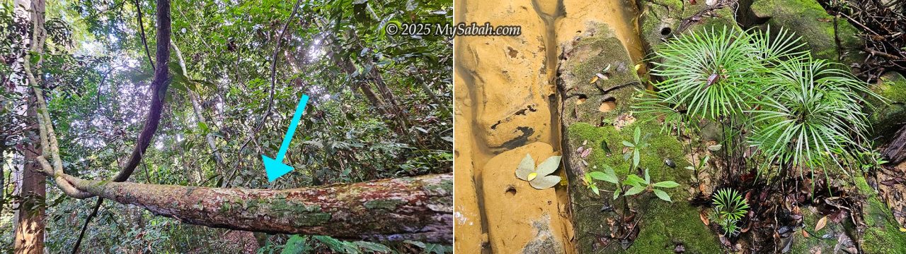 Left: Akar Bajakah, an expensive herbal vine sold as a tonic in local markets. Right: Ferns with fan-shaped fronds (Dipteris lobbiana) along the river stream.