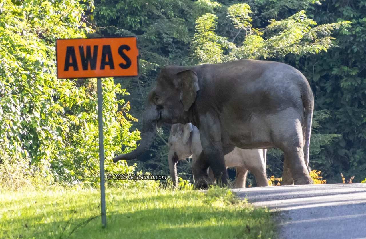 Mother pygmy elephant (Elephas maximus borneensis) and her calf