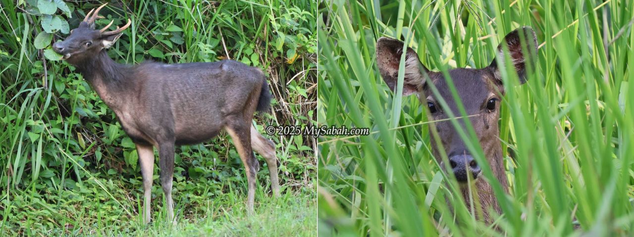 Bornean Sambar Deer (Rusa unicolor brookei) is known as Payau locally