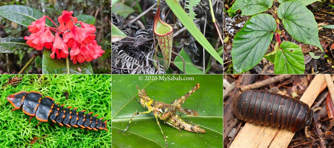 Some flora and fauna in the gardens of Gunung Alab Substation