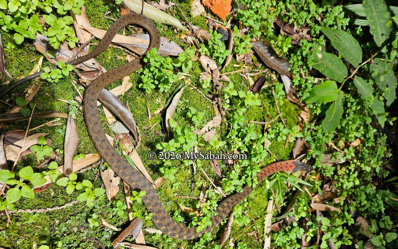 A Fire-lipped Keelback basking in the morning sun.