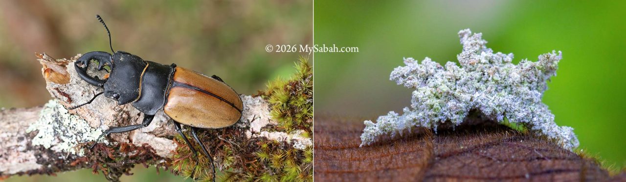Left: Stag Beetle. Right: a worm camouflaging itself with plant debris