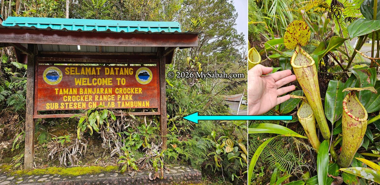 Big and rare pitcher plant (Nepenthes chaniana) at the signboard of the park