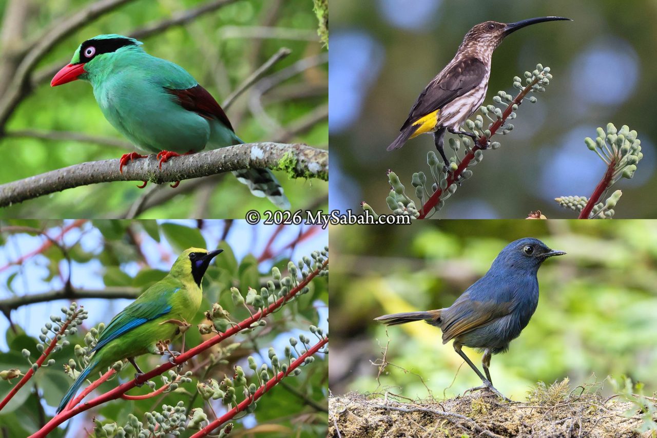 From top to bottom and left to right: Bornean Green Magpie (Cissa jefferyi), Whitehead's Spiderhunter (Arachnothera juliae), Bornean Leafbird (Chloropsis kinabaluensis), and Bornean Shortwing (Brachypteryx erythrogyna).