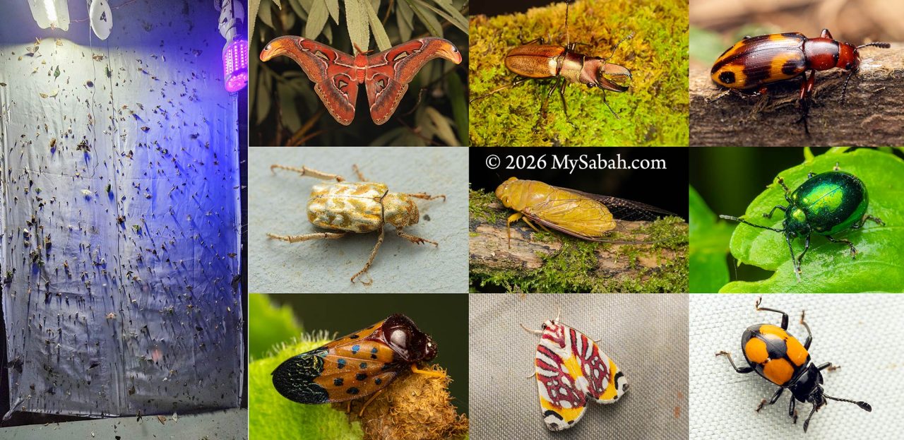 This screen is completely carpeted by hundreds of insects and bugs drawn to the light.