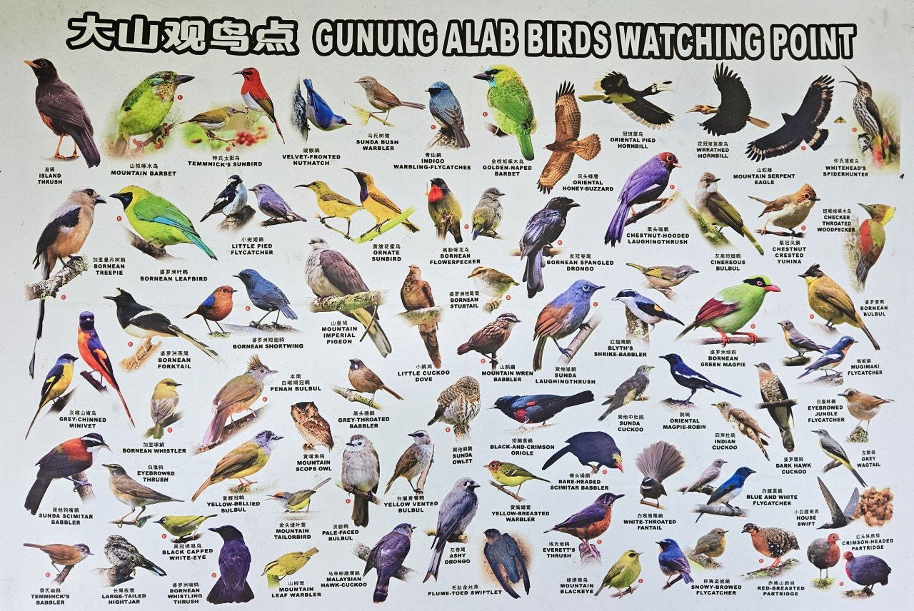 List of birds you can see at Gunung Alab Birdwatching Point