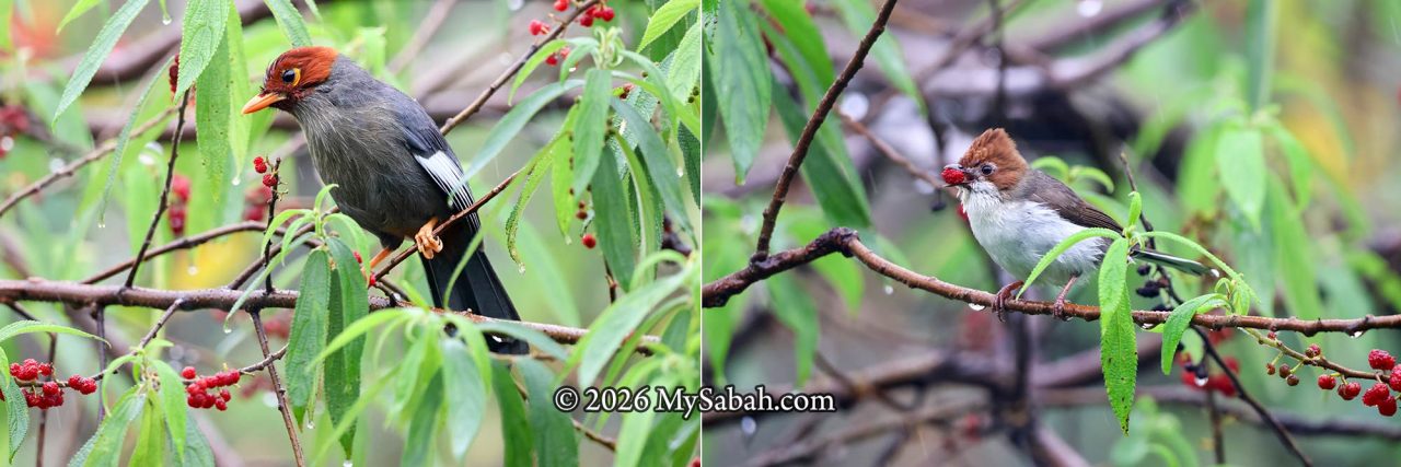 Left: Chestnut-hooded Laughingthrush (Pterorhinus treacheri). Right: Chestnut-crested Yuhina (Staphida everetti).