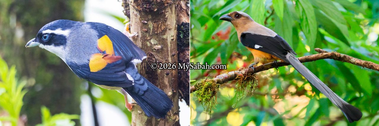 Left: White-browed Shrike-Babbler (Pteruthius aeralatus). Right: Bornean Treepie (Dendrocitta cinerascens).
