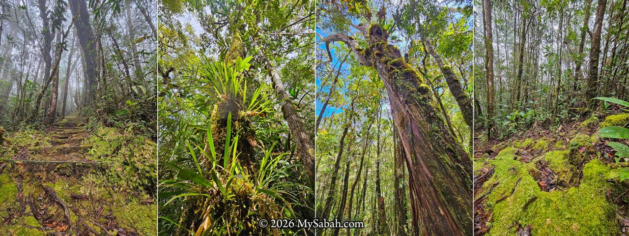 The misty and moss cloud forest of Gunung Alab