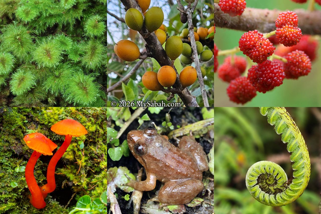 The colours of nature at Gunung Alab
