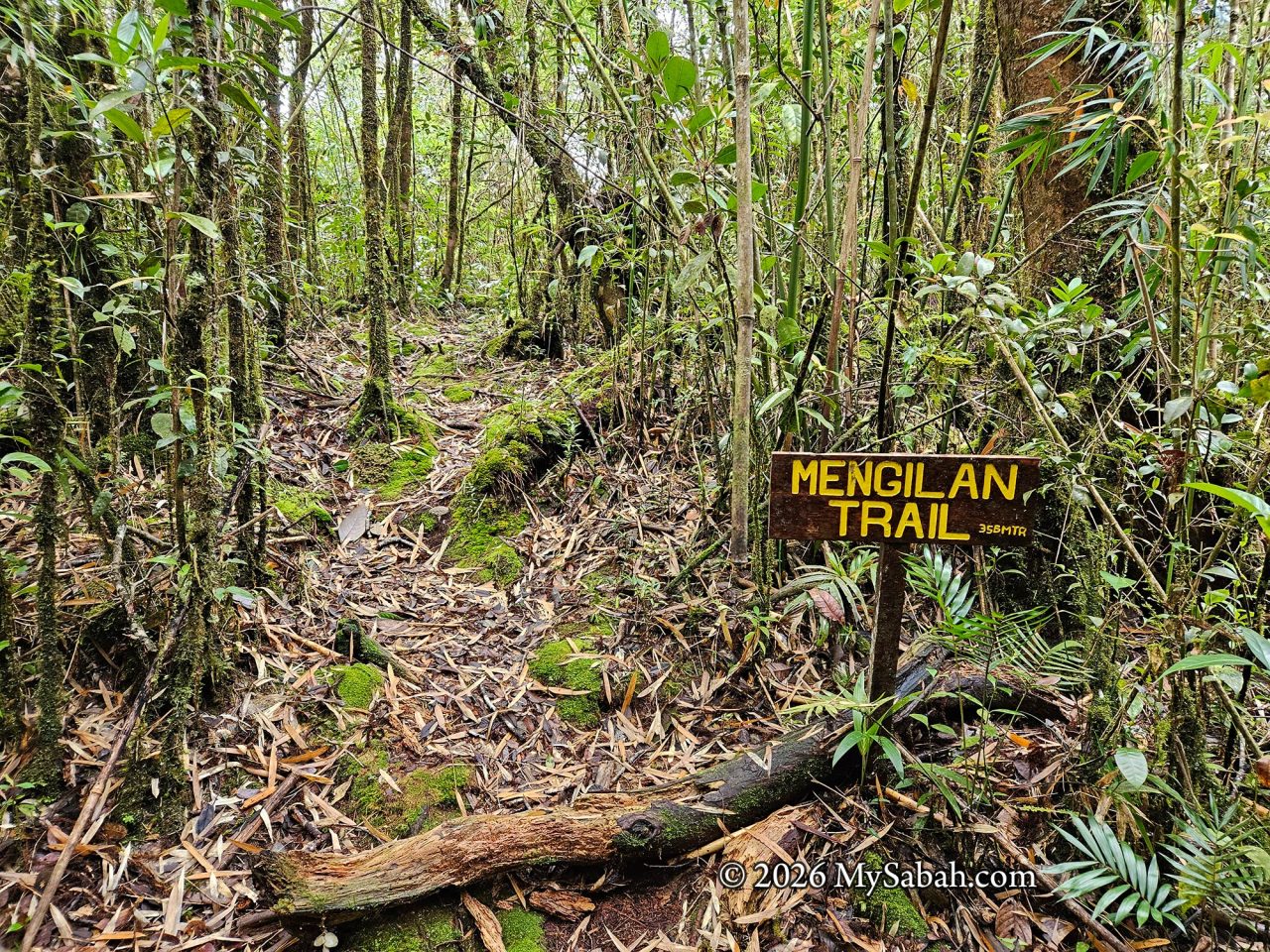 The Mengilan Trail in the Gunung Alab Substation.