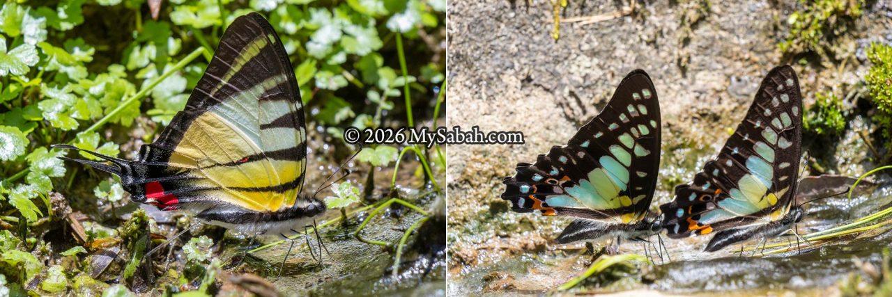 Borneo endemic butterflies at Gunung Alab Substation. Left: Kinabalu Swordtail (Graphium stratiotes). Right: Kinabalu Bluebottle (Graphium procles).