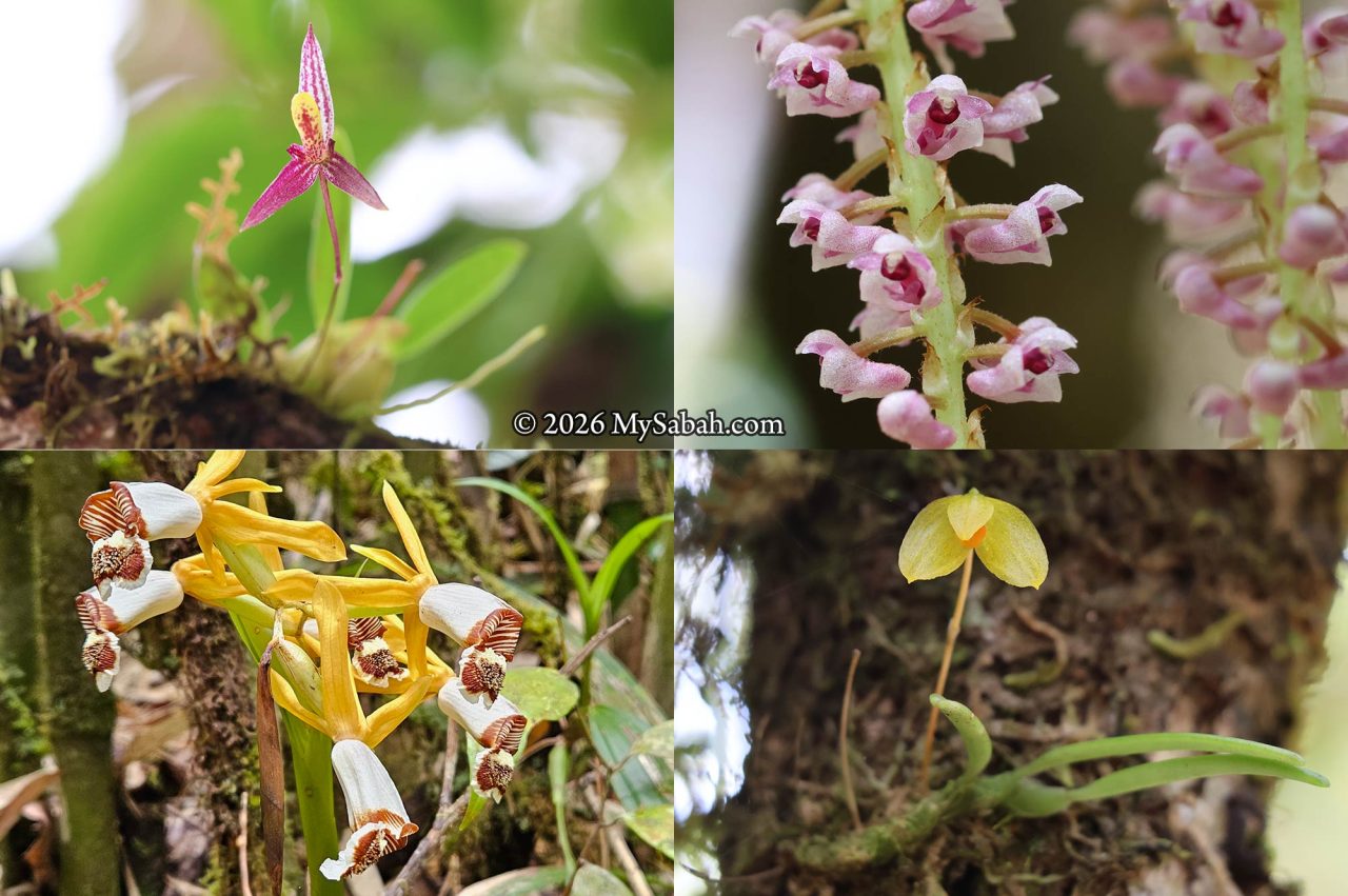 Blooming orchids in the Wild Orchid Garden of Gunung Alab Substation