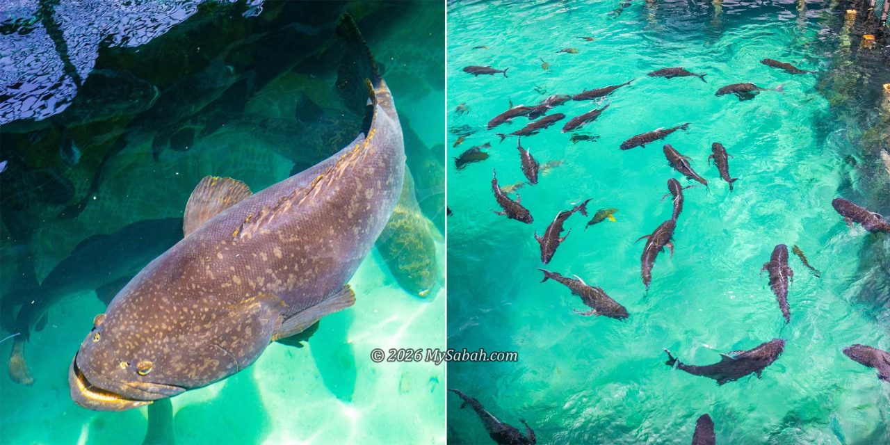 Left: Giant grouper. Right: Tuna.