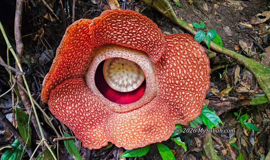 From “Ghost Flower” to Money Flower: Hunting the Largest Flower in the World